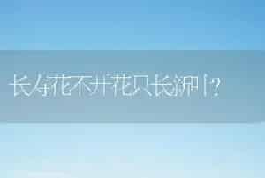 长寿花不开花只长新叶？