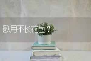 欧月不长花苞？