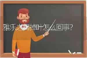 雅乐之舞掉叶怎么回事？