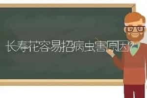 长寿花容易招病虫害原因？