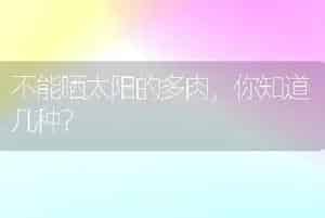 不能晒太阳的多肉，你知道几种？
