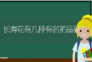长寿花有几种有名的品种？