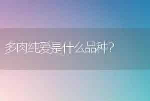 多肉纯爱是什么品种？