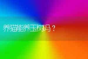 养猫能养玉树吗？