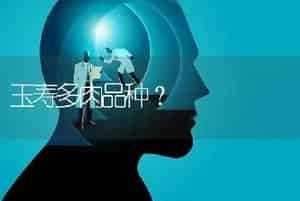 玉寿多肉品种？