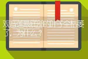 观音莲最底部的叶子全枯萎了，为什么？
