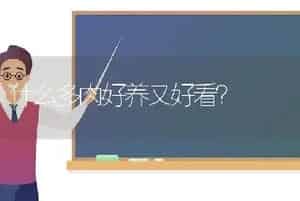 什么多肉好养又好看？