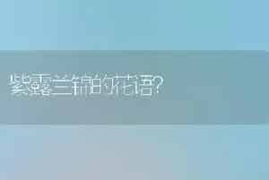 紫露兰锦的花语？