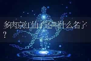 多肉京红仙子还叫什么名字？