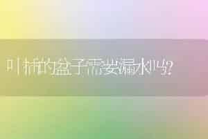 叶插的盆子需要漏水吗？