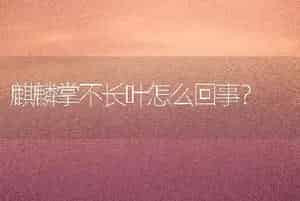 玉树扦插方法用生根水？
