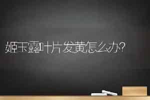 姬玉露叶片发黄怎么办？