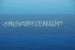 冰梅多肉断枝怎样栽种？