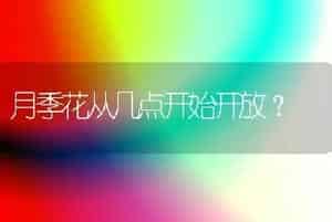 月季花从几点开始开放？