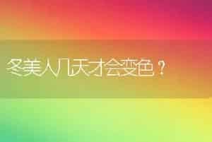 冬美人几天才会变色？