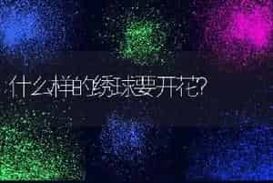 玉树摆放禁忌什么方位？