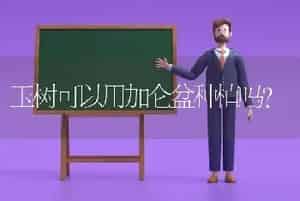 玉树可以用加仑盆种植吗？