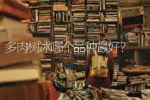 多肉树冰哪个品种最好？