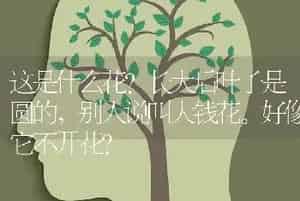这是什么花?长大后叶子是圆的，别人说叫大钱花。好像它不开花？