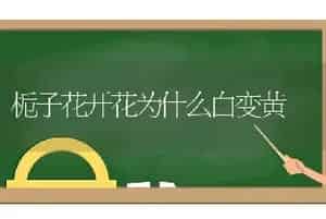 雪莲是治什么病的？