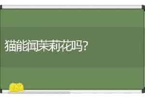 醉蝶绣球的养殖？
