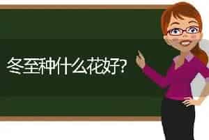 冬至种什么花好？