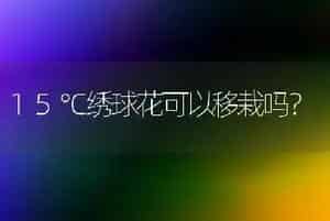 15℃绣球花可以移栽吗？