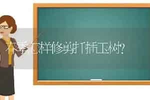 春季怎样修剪扦插玉树？