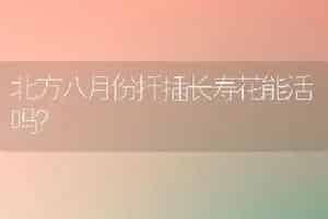 北方八月份扦插长寿花能活吗？