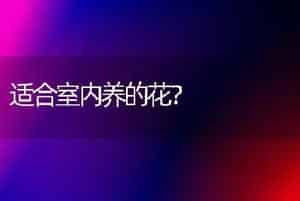适合室内养的花？