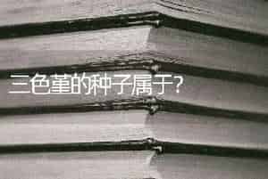 三色堇的种子属于？