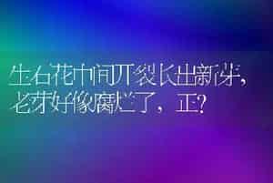 生石花中间开裂长出新芽，老芽好像腐烂了，正？
