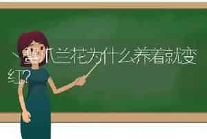蟹爪兰花为什么养着就变红？