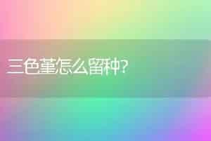 三色堇怎么留种？