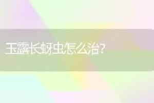 玉露长蚜虫怎么治？
