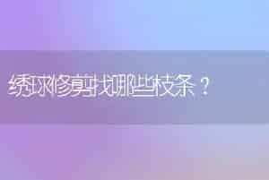 绣球修剪找哪些枝条？