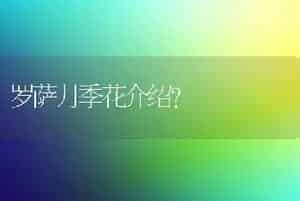 罗萨月季花介绍？