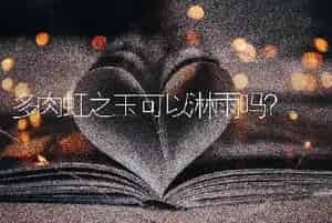 多肉虹之玉可以淋雨吗？