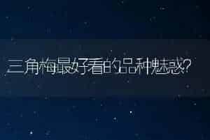 三角梅最好看的品种魅惑？