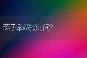 燕子掌嫁接时间？