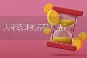 大花绣球的养殖方法？