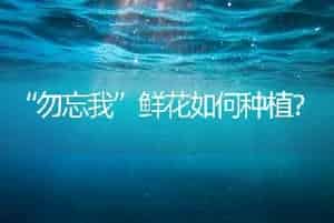 “勿忘我”鲜花如何种植？