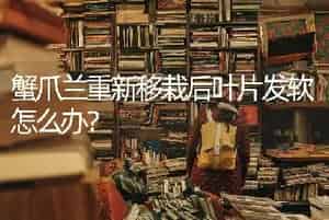 蟹爪兰重新移栽后叶片发软怎么办？