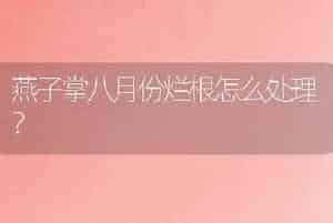 燕子掌八月份烂根怎么处理？