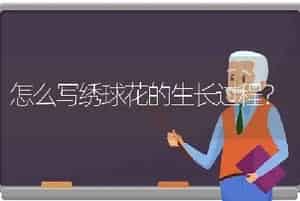 怎么写绣球花的生长过程？