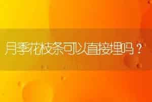 月季花枝条可以直接埋吗？