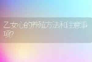 乙女心的养殖方法和注意事项？