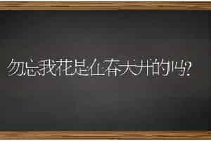 勿忘我花是在春天开的吗？