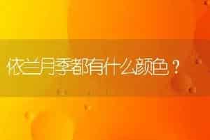 依兰月季都有什么颜色？