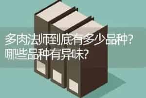 多肉法师到底有多少品种？哪些品种有异味？